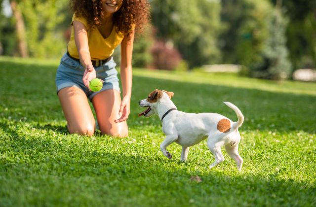 Orland Park's Go-To Dog Poop Service