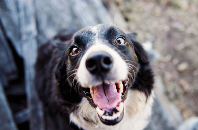 Happy Dog