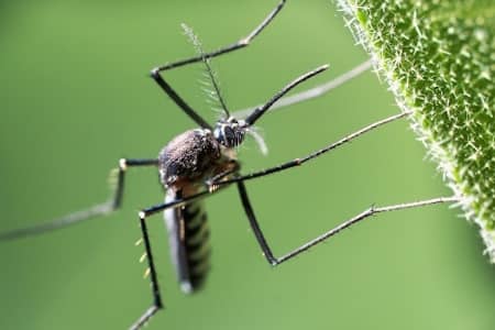 Mosquito Control