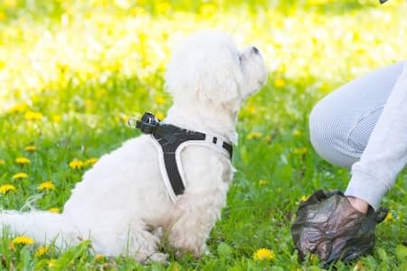 Pet Waste Station Installation & Maintenance
